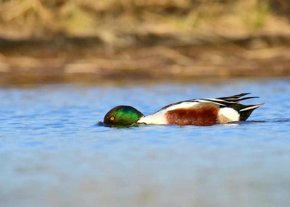 Northern shoveler at LaCreek National Wildlife Refuge