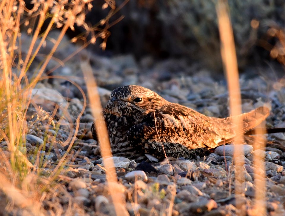 Common nighthawk at Seedskadee National Wildlife Refuge