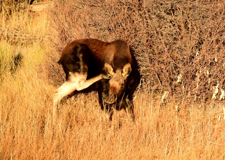 Moose at Seedskadee National Wildlife Refuge