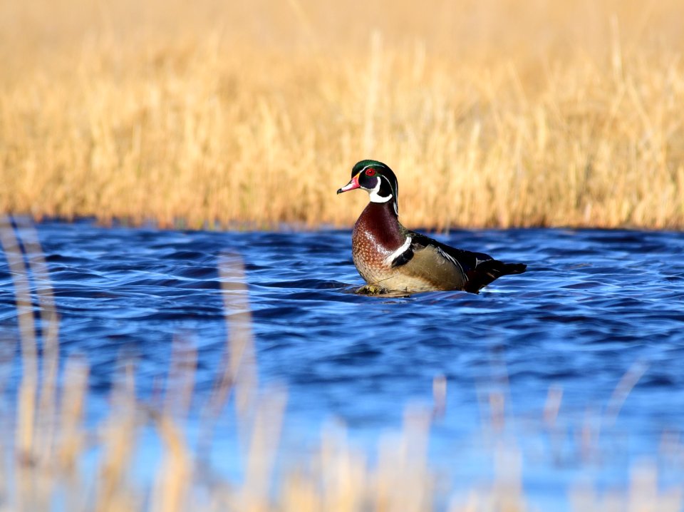 Wood duck at Seedskadee National Wildlife Refuge