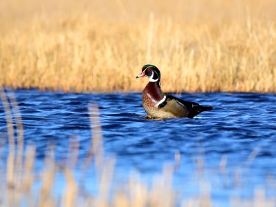Wood duck at Seedskadee National Wildlife Refuge