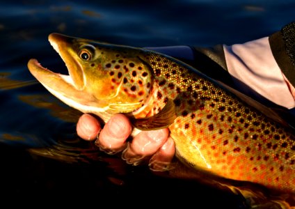 Brown trout