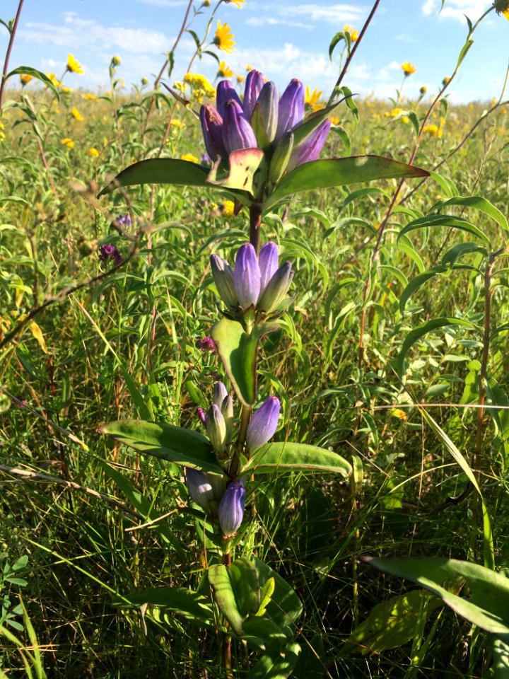 Closed Bottle Gentian