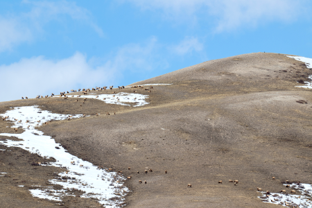 Spring on the National Elk Refuge