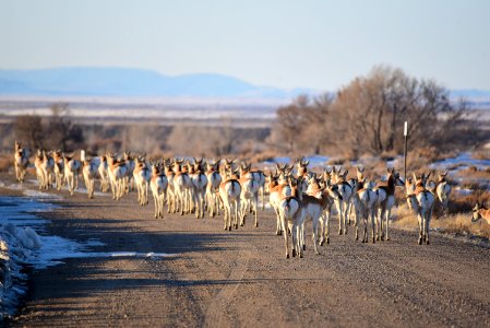 Pronghorn on Seedskadee National Wildlife Refuge