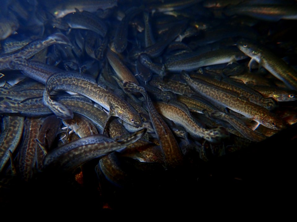 Burbot Fingerlings