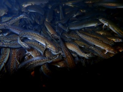 Burbot Fingerlings photo