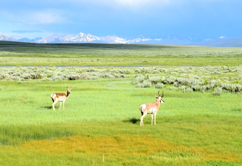 Pronghorn on Arapaho National Wildlife Refuge