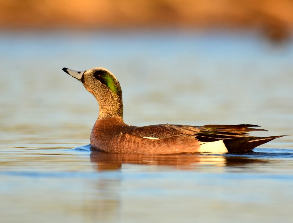 American wigeon at LaCreek National Wildlife Refuge
