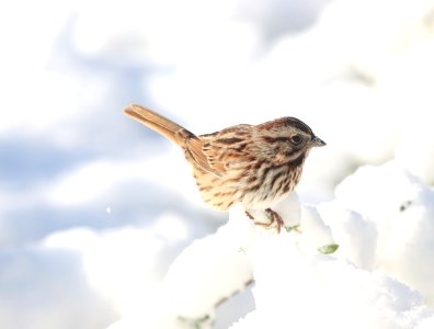 Savannah sparrow, December 2020 -- Warren Bielenberg photo