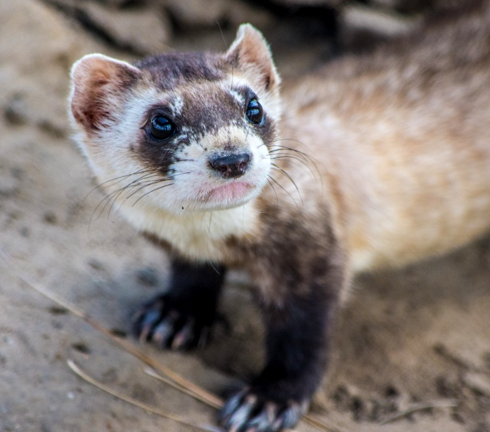 Elisa Dahlberg- Ferret- Louise (2)