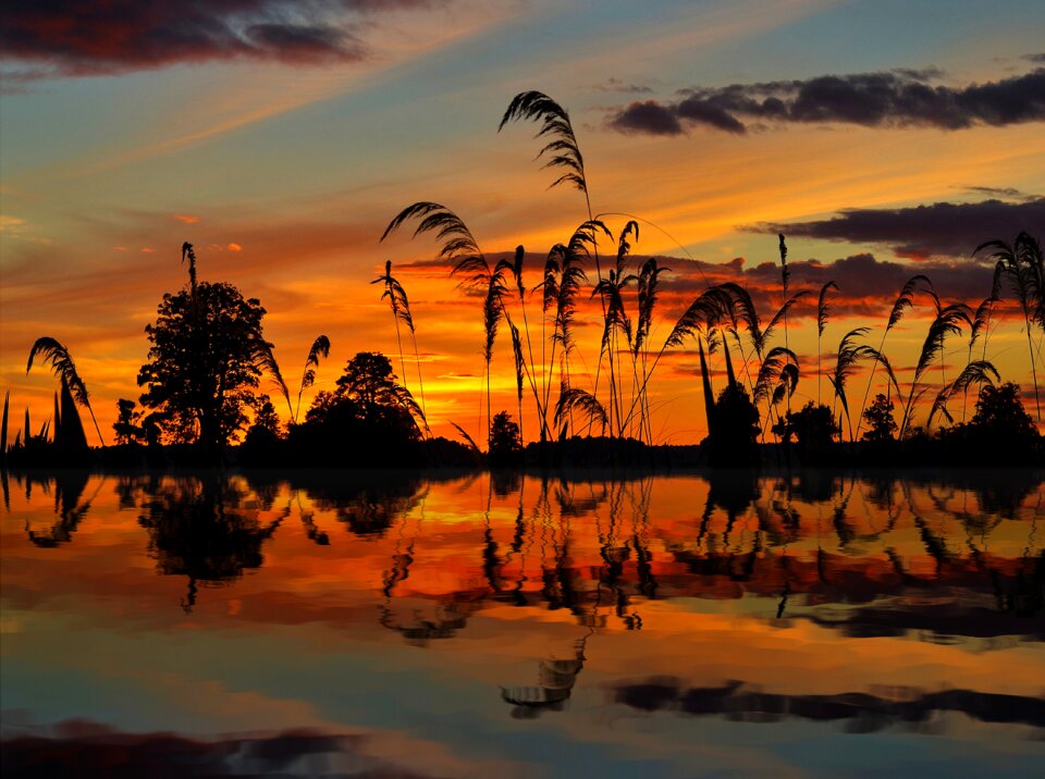 Nature reed river