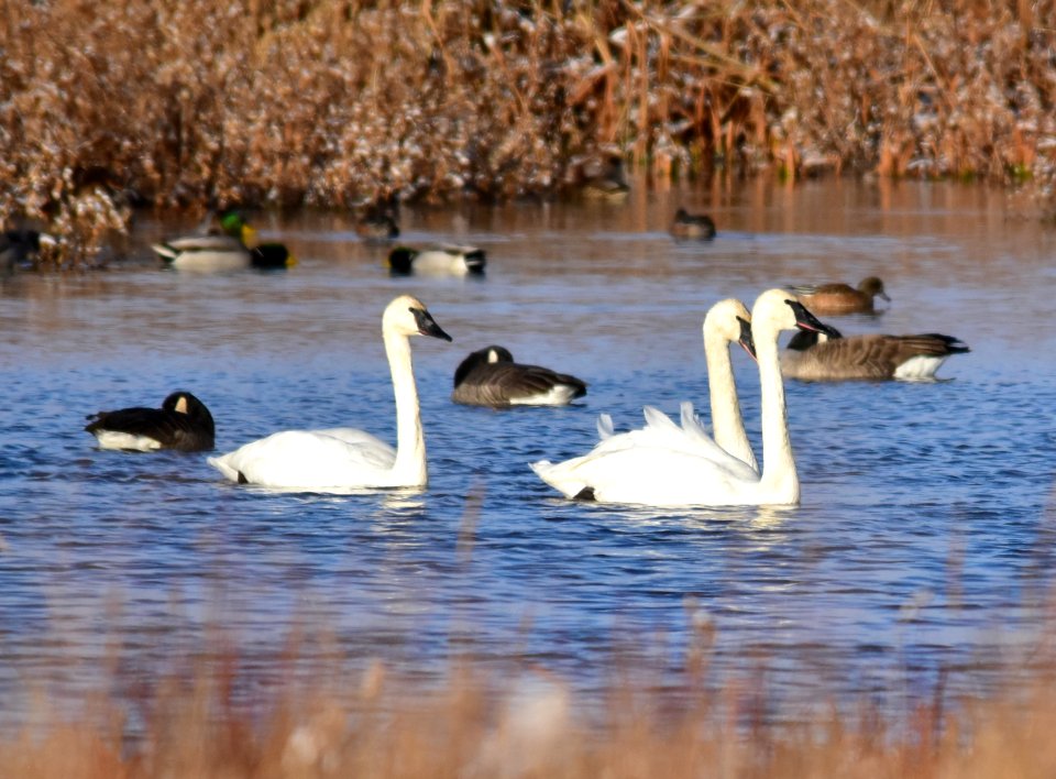 Trumpeter swans at LaCreek National Wildlife Refuge