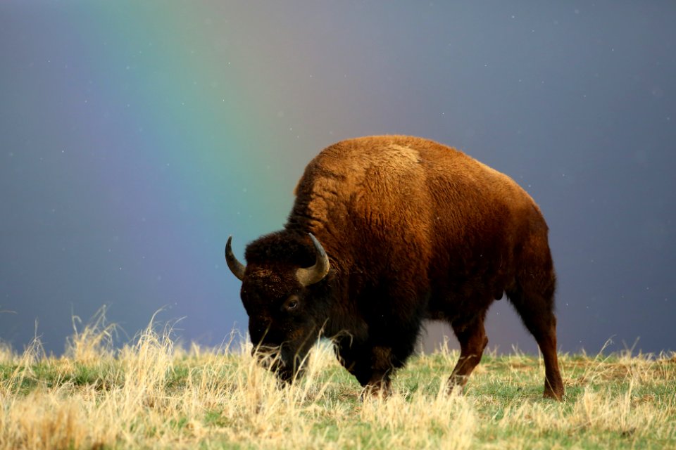 American Bison with Rainbow