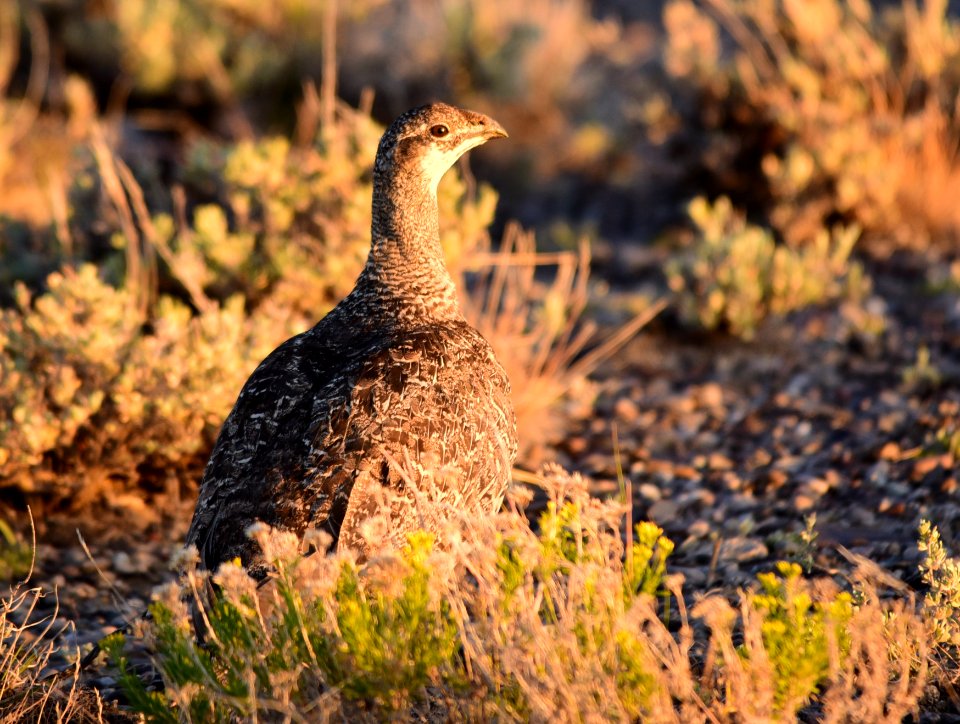 Greater sage-grouse at Seedskadee National Wildlife Refuge