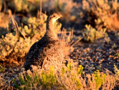 Greater sage-grouse at Seedskadee National Wildlife Refuge