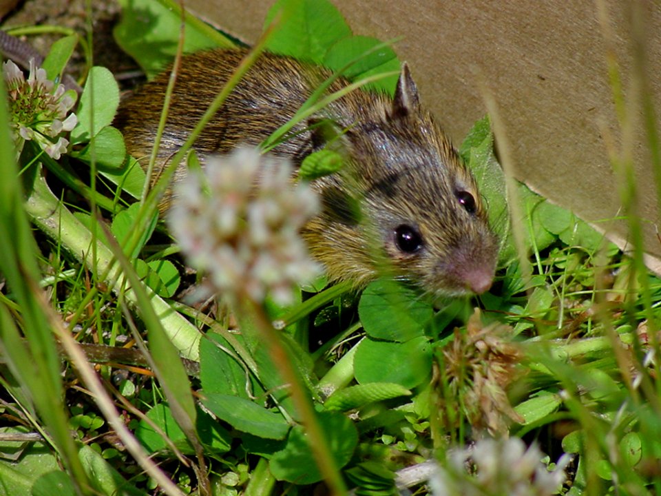 Preble's Meadow Jumping Mouse