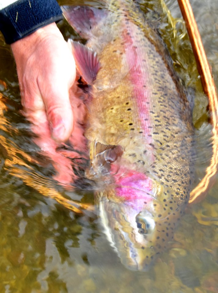 Rainbow Trout photo