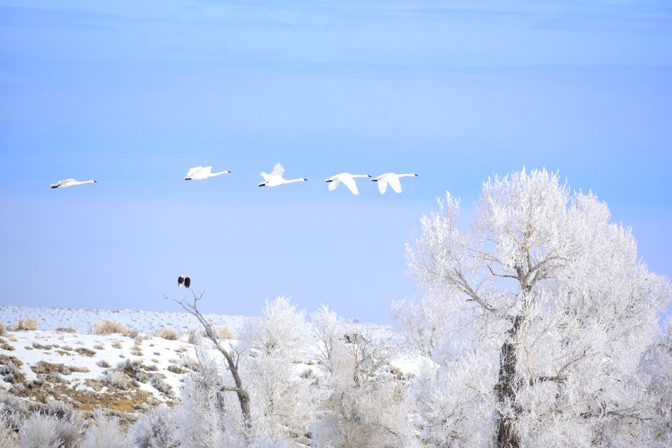 Trumpeter swan at Seedskadee National Wildlife Refuge