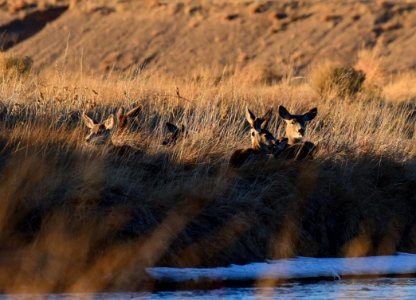Mule deer on Seedskadee National Wildlife Refuge photo