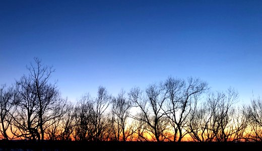 2021/365/72 Dance of the Trees