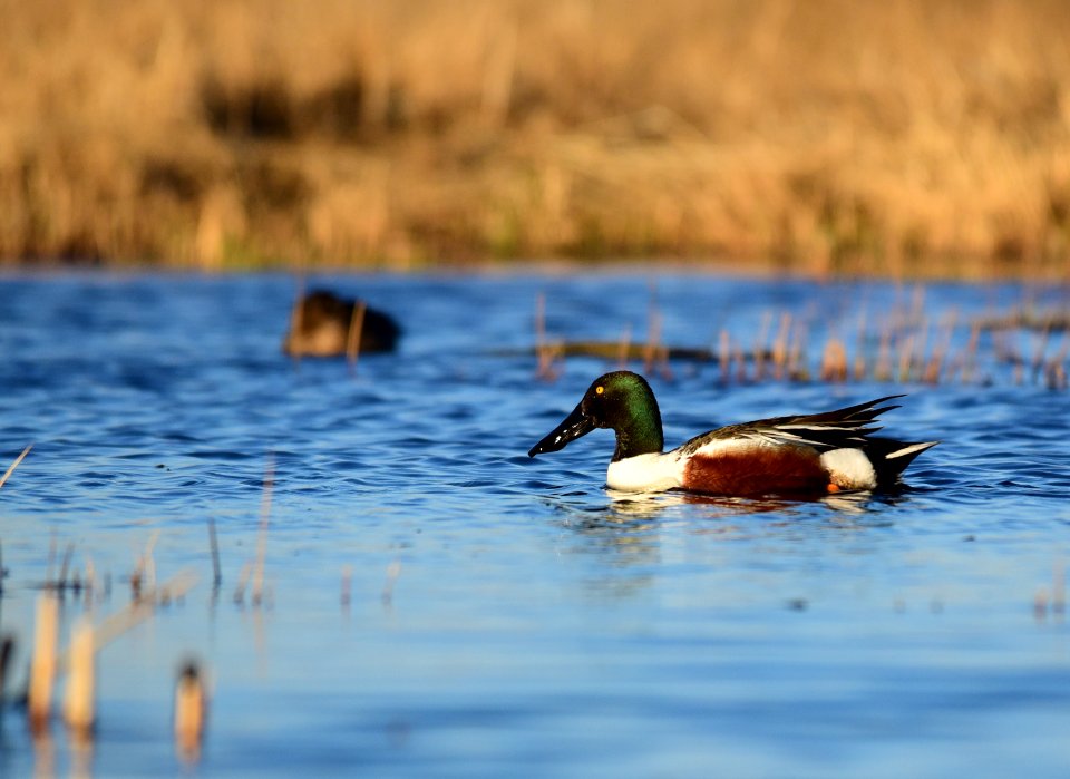 Northern shoveler on Seedskadee National Wildlife Refuge