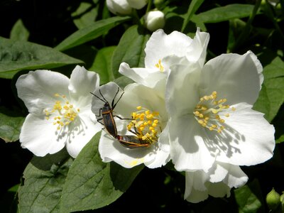 Jasmine flower insects mating bugs