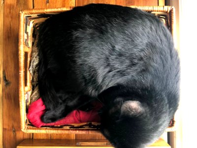 Box o' Cat