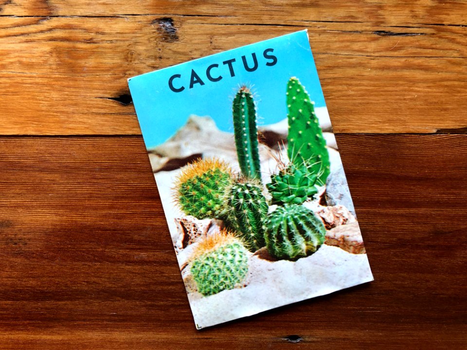 2020/366/119 Got Cactus?