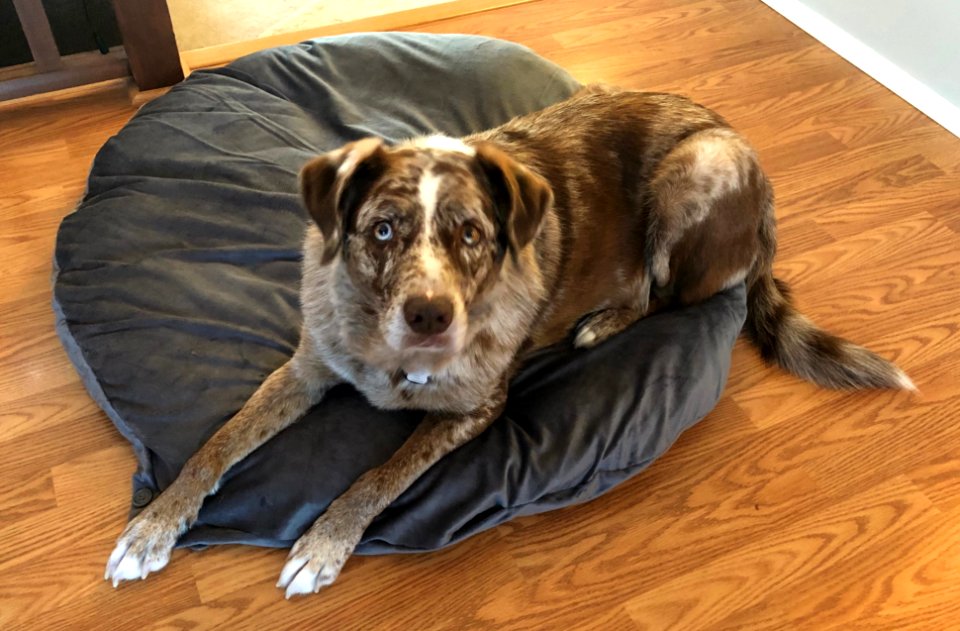 This New Bed Cover is AWESOME
