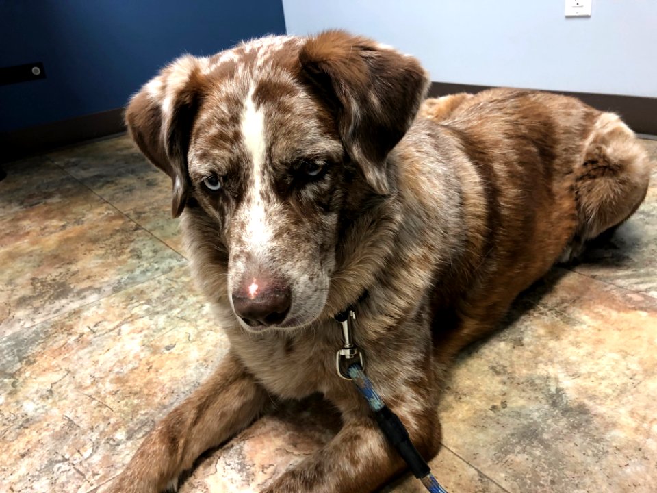 2020/366/127 I Am Curious About this Veterinary "Practice"