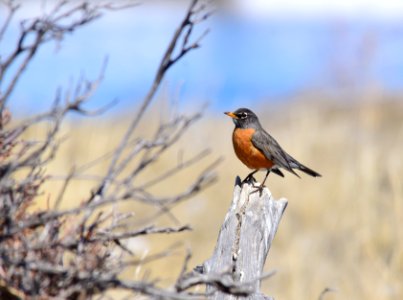 American robin at Seedskadee National Wildlife Refuge
