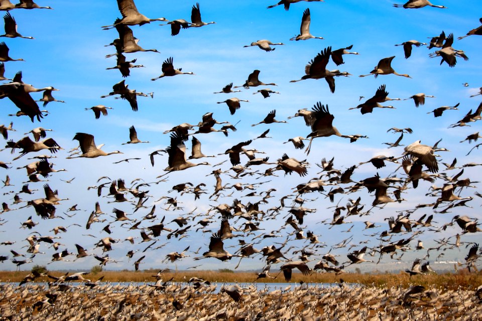 Cranes 2