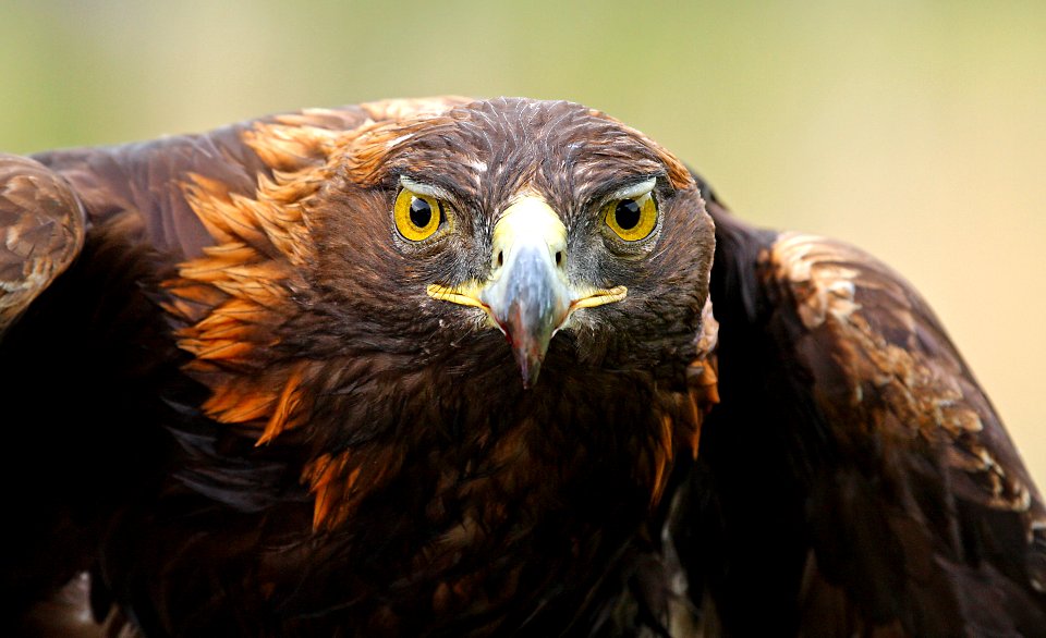 Vic Schendel- Golden eagle