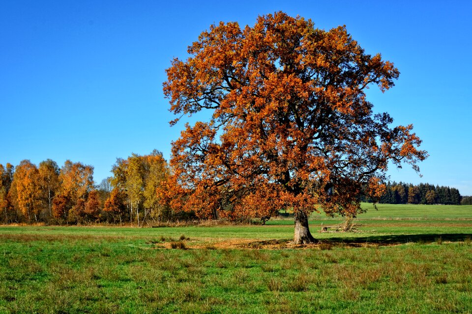 Leaves sky landscape photo