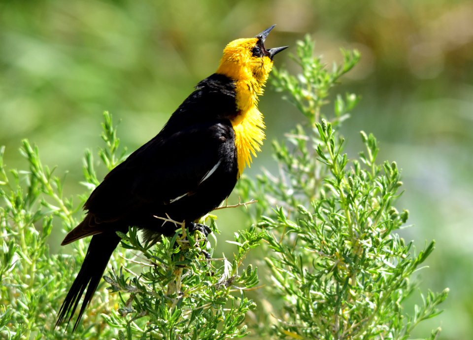 Yellow headed blackbird at Arapaho National Wildlife Refuge