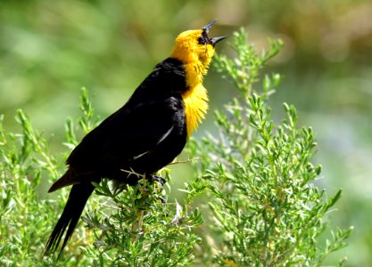 Yellow headed blackbird at Arapaho National Wildlife Refuge