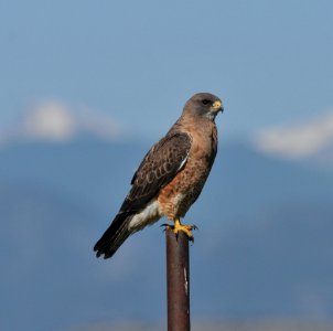 Swainson's Hawk, Weld Co. CODSC 8264