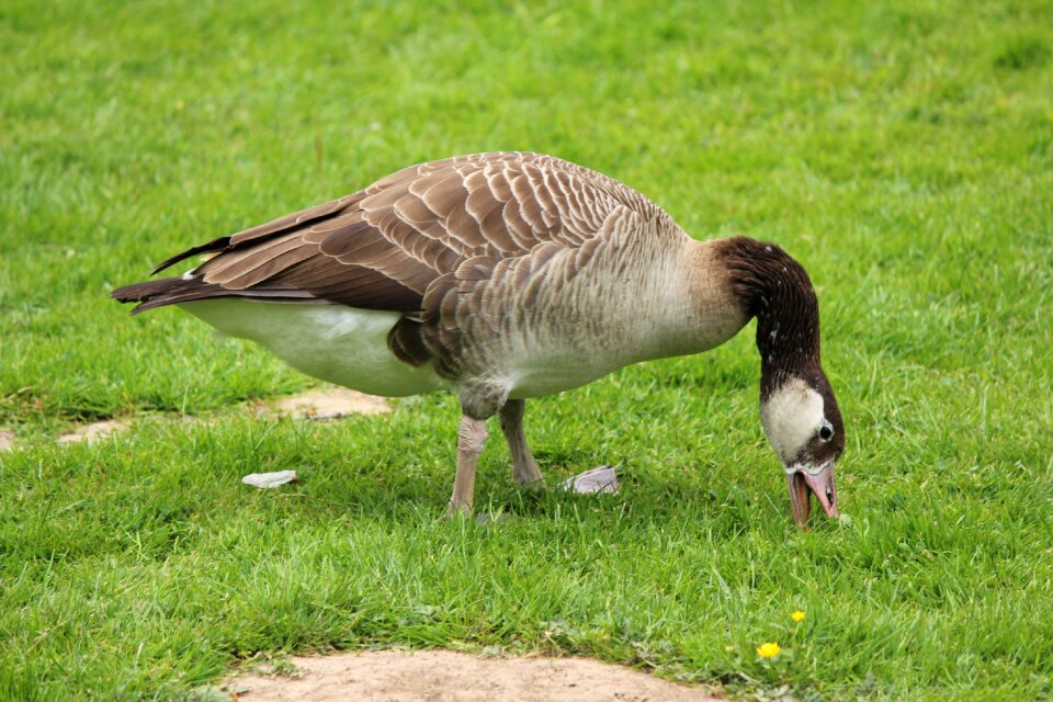 Water bird nature migratory birds