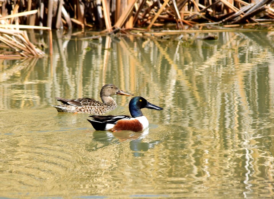 Northern shoveler at Seedskadee National Wildlife Refuge