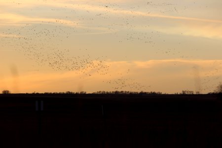 Snow Geese Tumbling photo