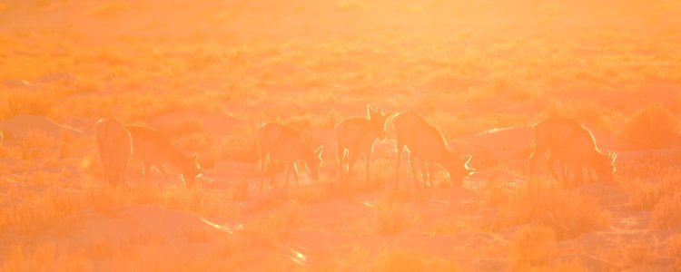 Pronghorn on Seedskadee National Wildlife Refuge