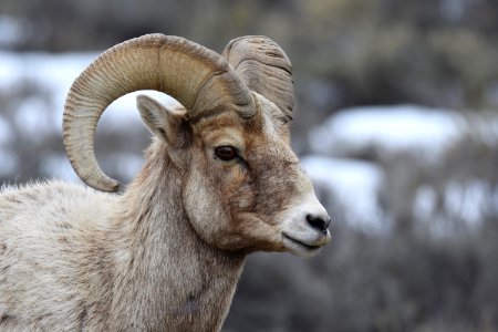 Bighorn Sheep Ram