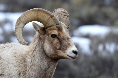 Bighorn Sheep Ram photo