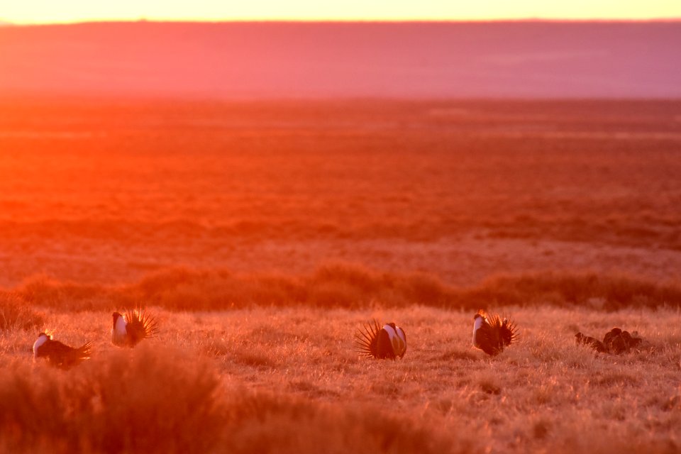 Greater sage-grouse near Seedskadee National Wildlife Refuge