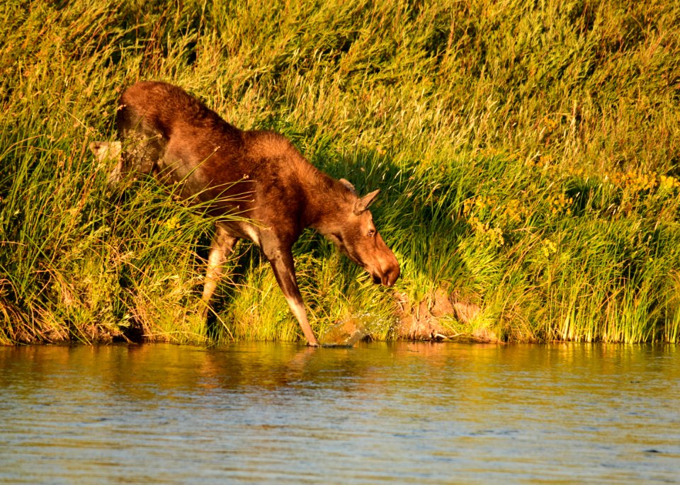 Moose at Seedskadee National Wildlife Refuge
