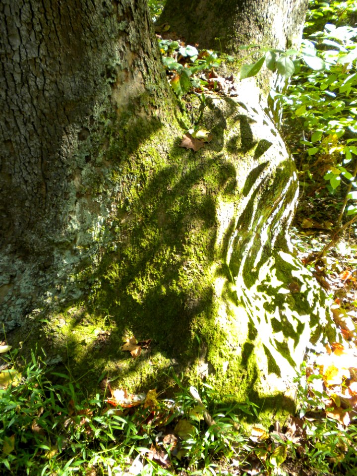 Shadowy Tulip Poplar