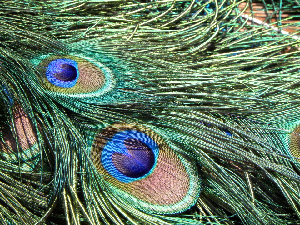 Design pattern green