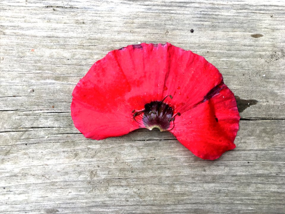 2019/365/218 Fractional Poppy