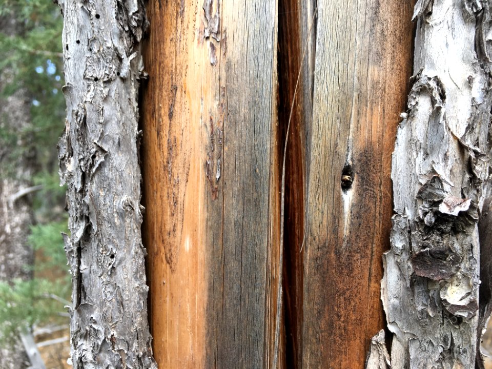 Show The Inner Bark